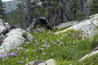 Wild Garden on Carter Creek 2609